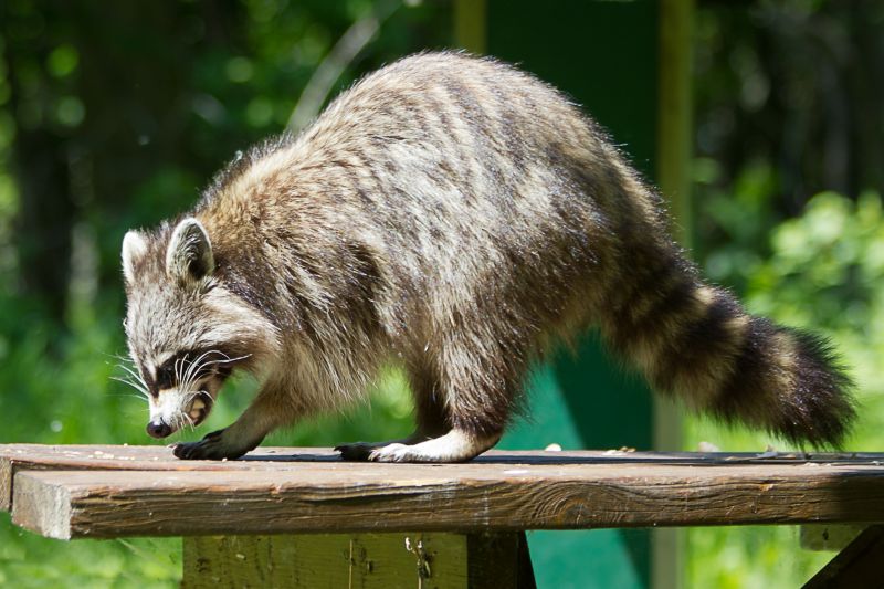 Signs You Need Professional Wildlife Removal In Your Home Or Attic