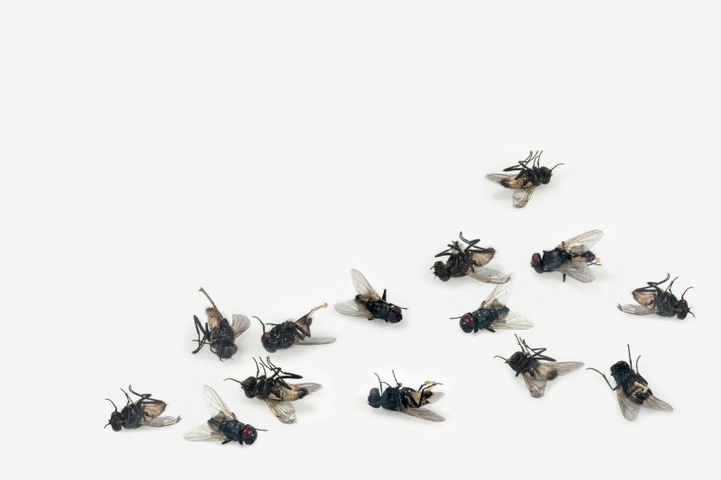 Preventing Pest Infestations