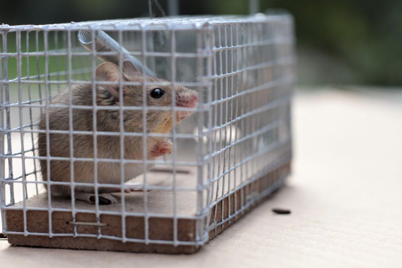 Why Humane Wildlife Removal Is Important For Property And Animal Safety