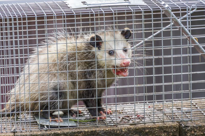 Why Humane Wildlife Removal Is Important For Property And Animal Safety