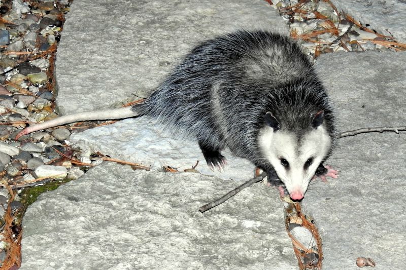 Opossum in Crawl Space